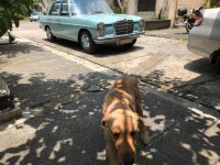 2nd Hand Mercedes-Benz 220 1969 at 90000 km for sale in Makati